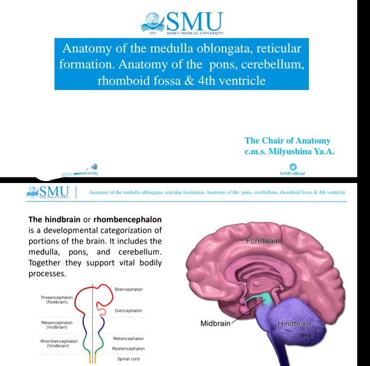 Medulaoblangeta Anatomy.pdf